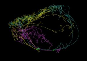 Neurone della coscienza