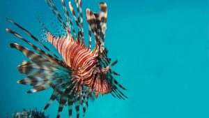 LionFish