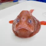 Coffinfish