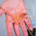 Giant sea-spider