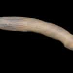 Sipuncula (Peanut worm)