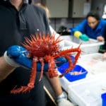 Red spiny crab