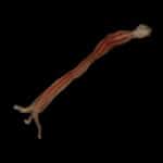 Zombie-worm