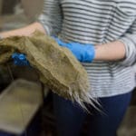 Glass sponge