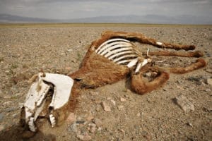 Horse Skeleton