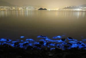 Noctiluca scintillans ad Hong Kong