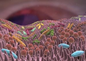 Il microbiota e l'ansia, una correlazione chimica