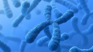 L'inattivazione del cromosoma X alla base del mosaicismo delle donne