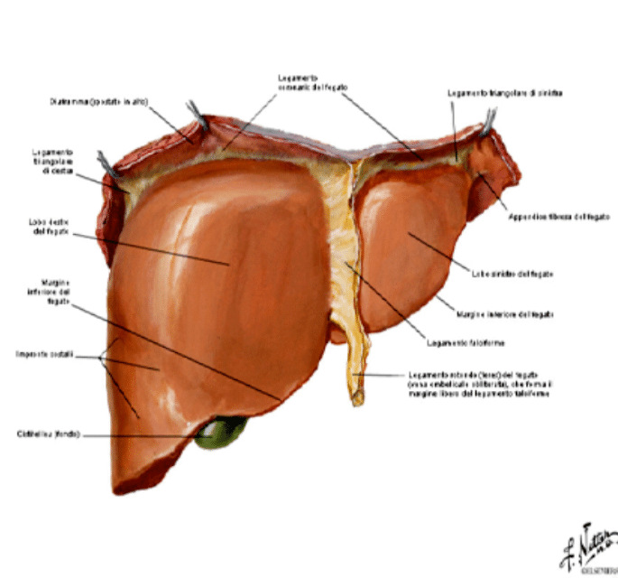 Fegato Tumore Alla Vena Porta Del Fegato