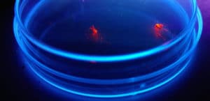 Zanzare fluorescenti alla Federico II