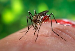 Aedes Aegypti