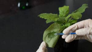 pianta del tabacco newcotiana