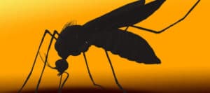 west nile virus