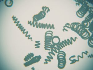 Alga
