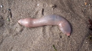 Urechis unicinctus