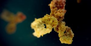 coronavirus, Anticorpi monoclonali