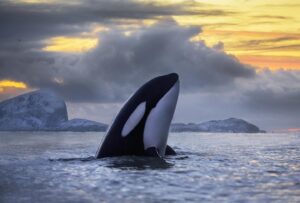 Orca