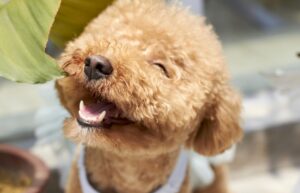 Covid e animali domestici, registrato il primo caso in Italia