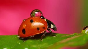 L'Università di Vienna ha studiato il campo gravitazionale di oggetti dalle dimensioni simili a quelle di una coccinella.