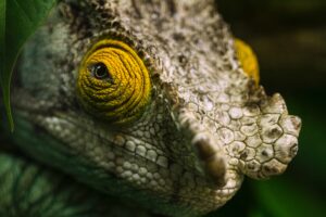 Camaleonte: un segreto fotonico dietro ai suoi colori. Credits: unsplash/sipattenden