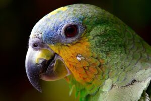 Il cambiamento climatico sta facendo cambiare forma ad alcuni animali