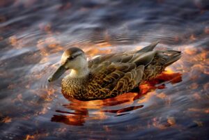 Anatra in movimento in acqua.
