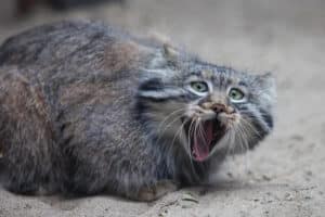 gatti, gatti di Pallas, Manul, felini, scoperta, monte Everest, vetta, estinzione, specie, animali, ecosistema, biodiversità, ricerca, spedizione, protezione, rara, news, CatNews, Science Close-up Engineering