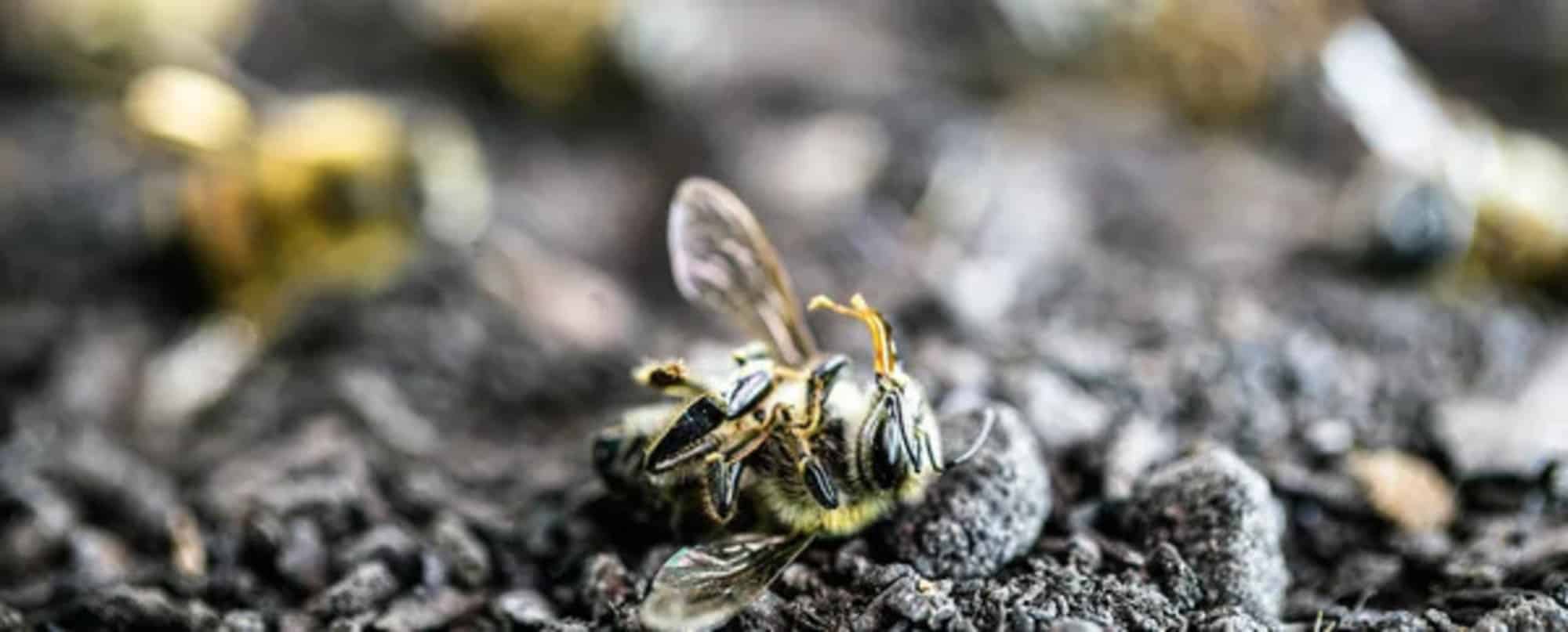 Il polline rivela informazioni su un' estinzione di 250 milioni di anni fa