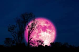 luna rosa
