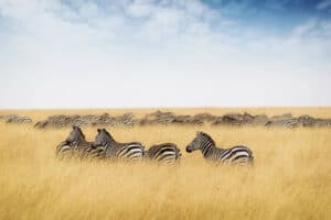 zebre