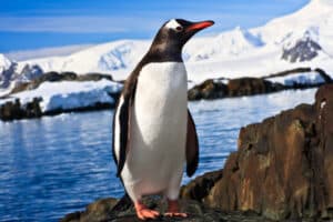 Pinguino di feymann