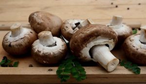 Illustrazione di alcuni funghi (Pixabay) www.sciencecue.it