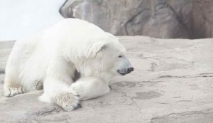 Orso polare