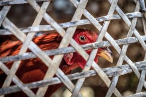 Aviaria rischio pandemia virus h5n1 infettato persone