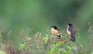 Biodiversità terrestre. donacobius in ambiente verde