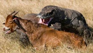 Drago di komodo si avventa su una preda (Depositphotos foto)