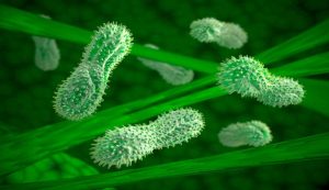 microorganismi verdi al microscopio