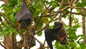 Pipistrelli (Depositphotos foto)