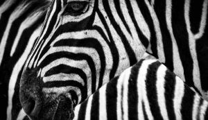 Illustrazione di una zebra (pexels FOTO) - www.sciencecue.it