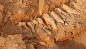 Resti fossili