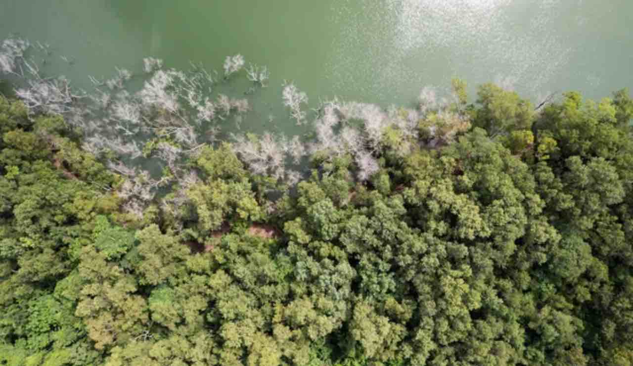 Cambiamenti climatici e alberi