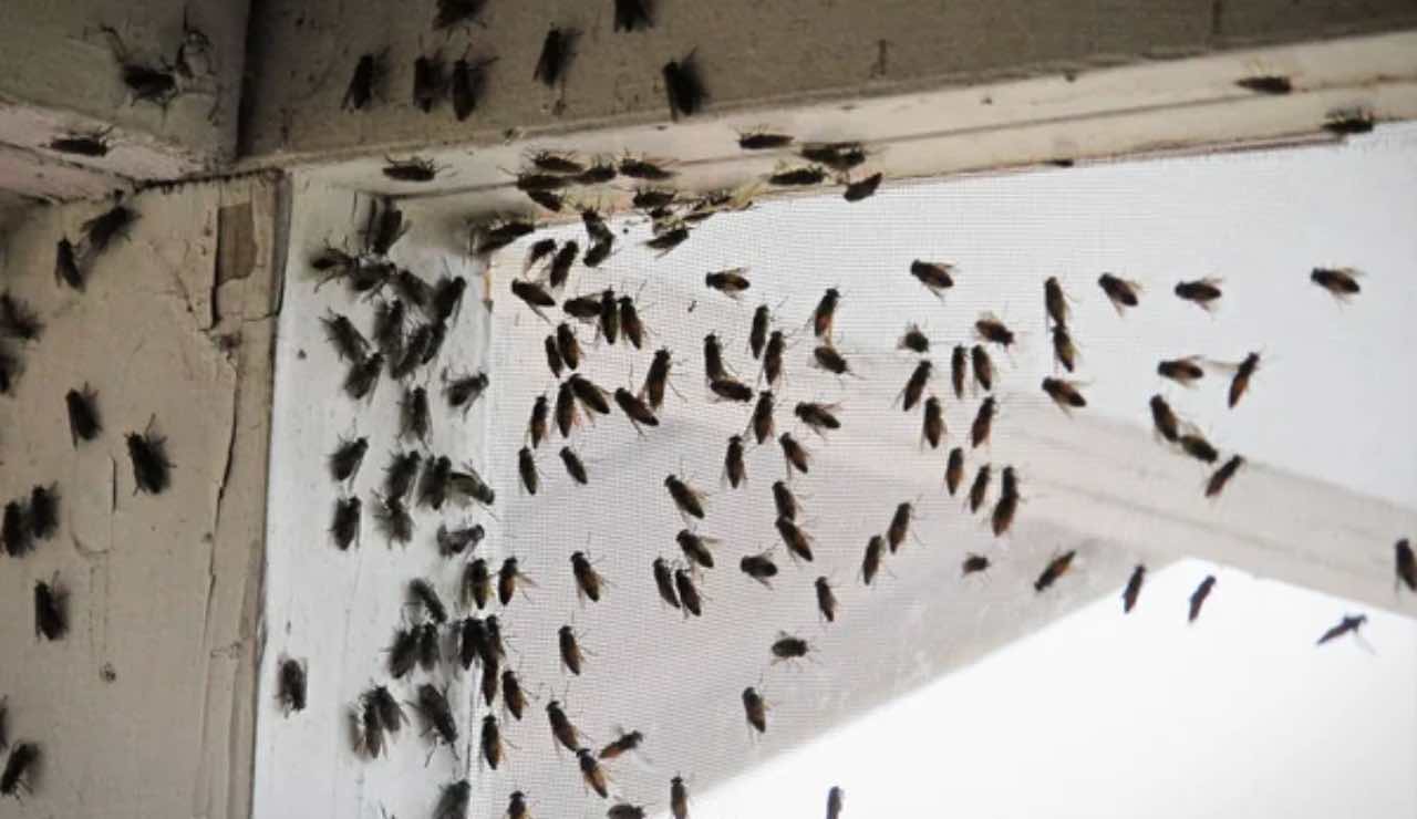 Invasione di mosche