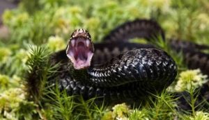 Vipera più pericolosa terza zanna specie