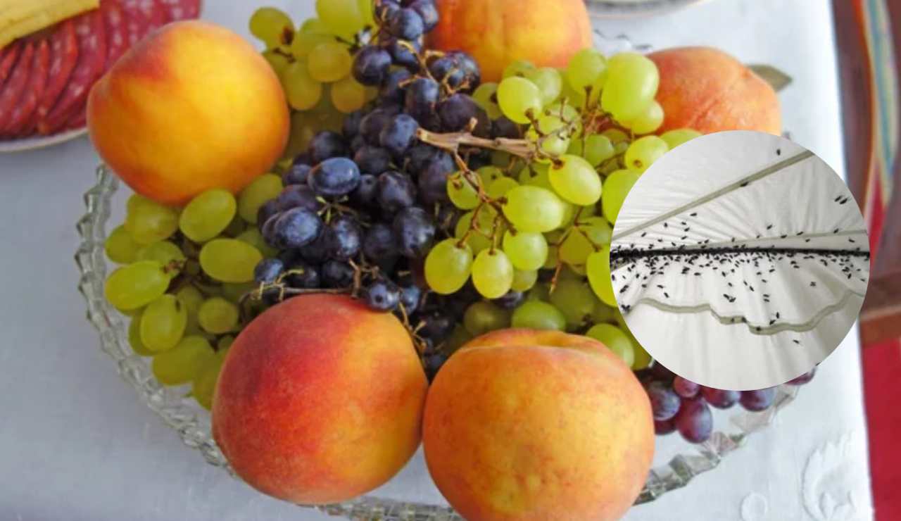 Frutta e moscerini (Depositphotos foto) - www.sciencecue.it