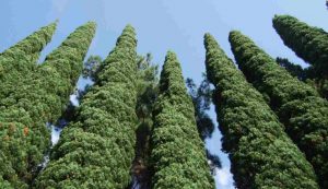 Illustrazione di alcuni cipressi (Canva FOTO) - sciencecue.it