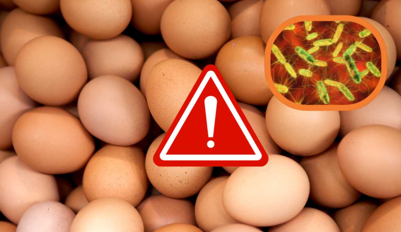 Illustrazione di un pericolo Salmonella (Canva FOTO) - sciencecue.it