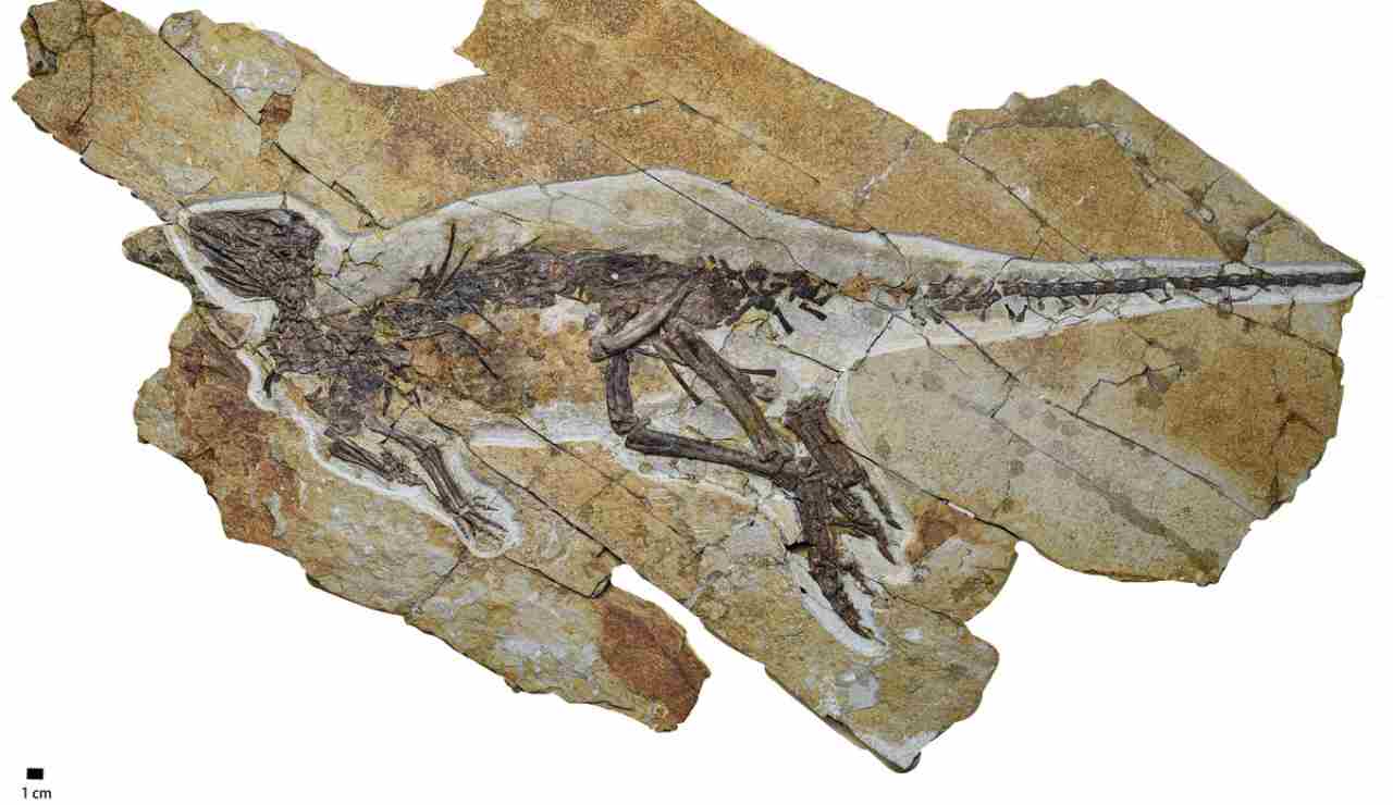 Illustrazione del fossile di Pulaosaurus qinglongin (Yunfeng Yang et al., 2025 FOTO) - sciencecue.it