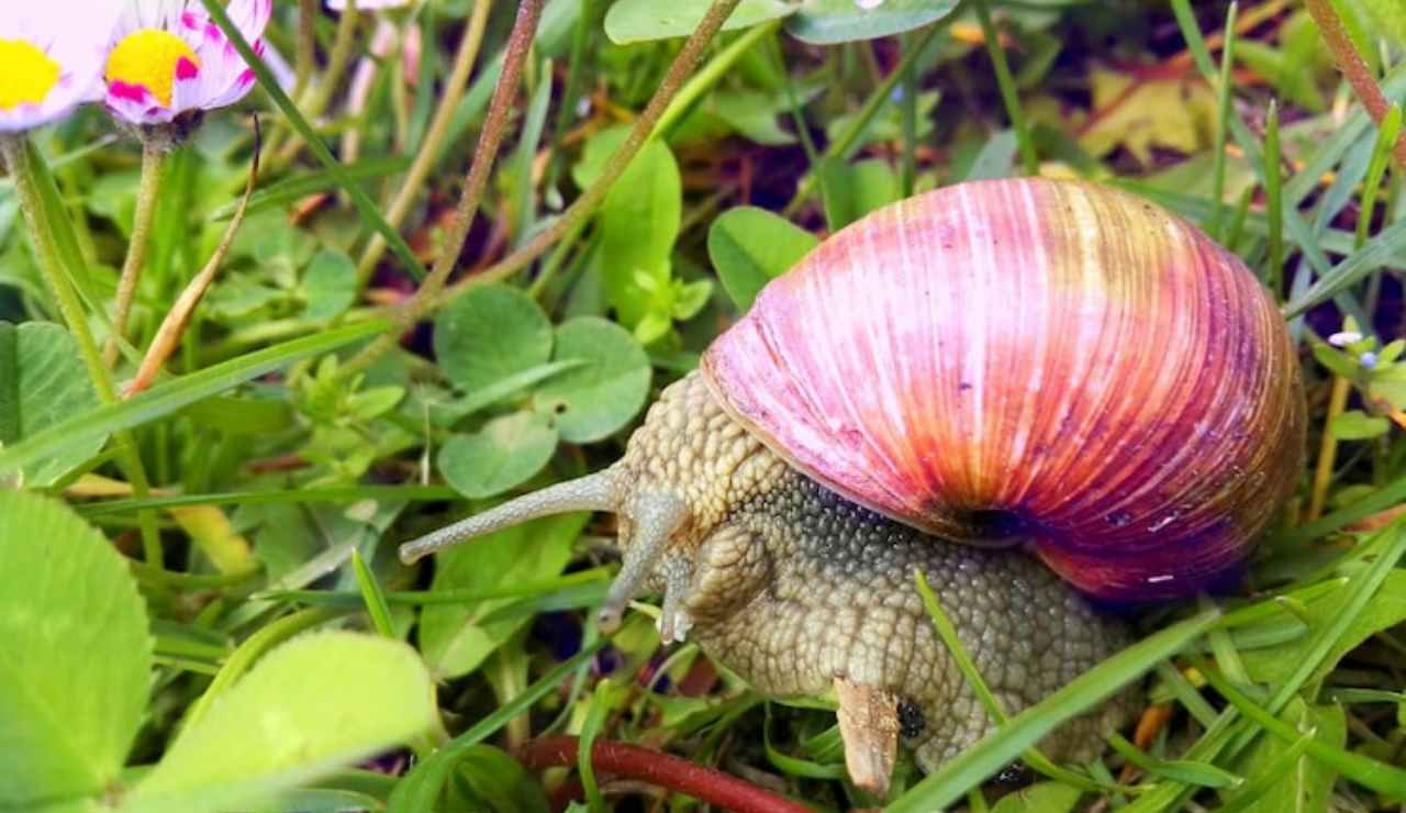 Lumaca in giardino