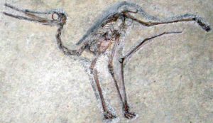 Fossile a Solnhofen