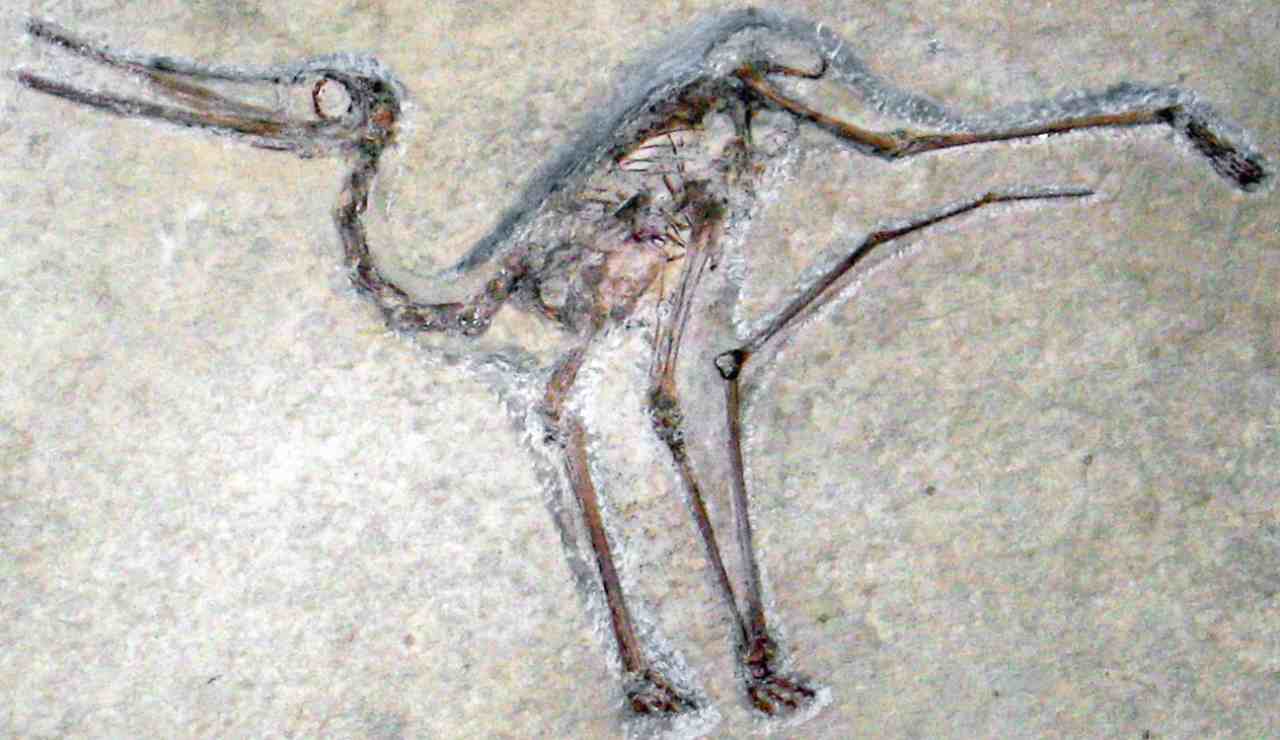 Fossile a Solnhofen